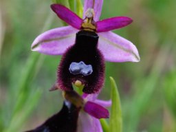 Ophrys_bertolonii_Bosco_Quarto